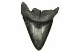 Bargain, Fossil Megalodon Tooth - South Carolina #168231-1